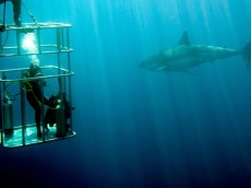 White shark diving (9)